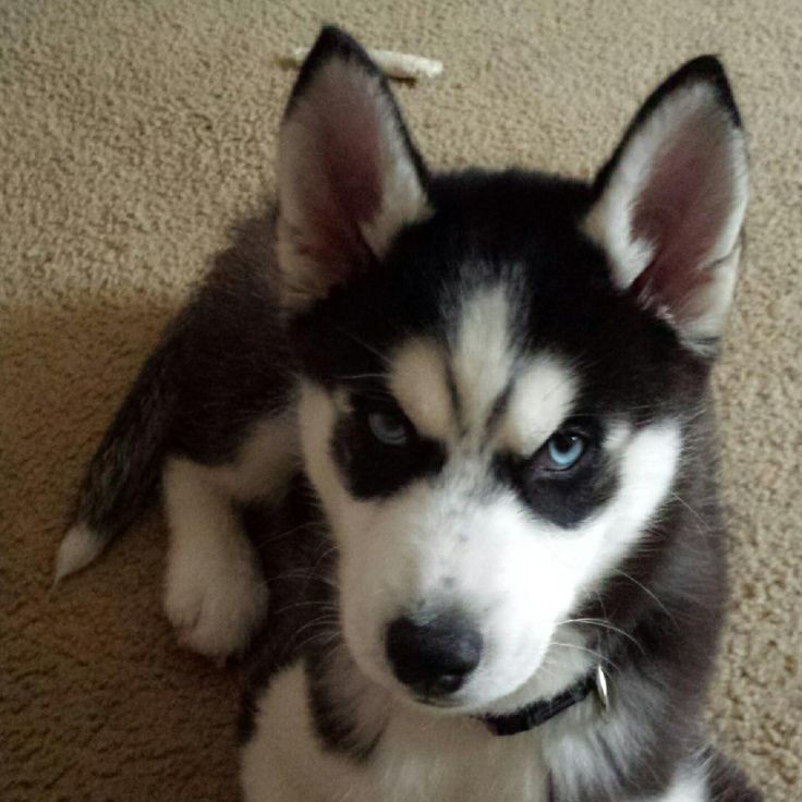 bangchan as puppies tweet media