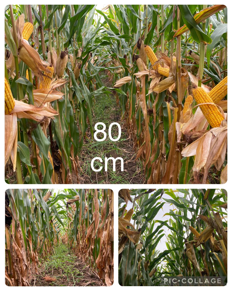 On frôle les 200 qtx dans les  essais #SDSCV 🌽 <a href="/PioneerSeeds/">Pioneer Seeds U.S.</a> semés  le  6  avril  en  Irrigué 
#P1049 🥇 195,7  q
#P0937 🥈 195,5  q
#P0937E🥉 193,2  q  (Waxy)
➕ 11  q  en  écartement  40/80
➖ salissement 🌿
🔜 #compost  +  semis  des  #couvertsvégétaux 🌱
#ACS 
#carbone