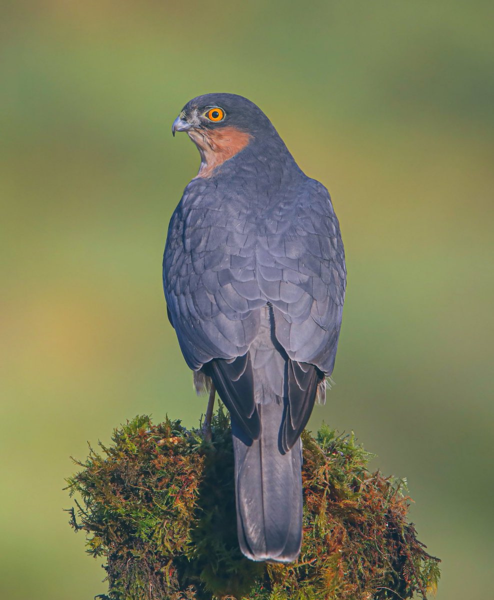 Tonight’s thread, wildlife from behind I’ll start with this Male Sparrow-Hawk Scotland 🏴󠁧󠁢󠁳󠁣󠁴󠁿