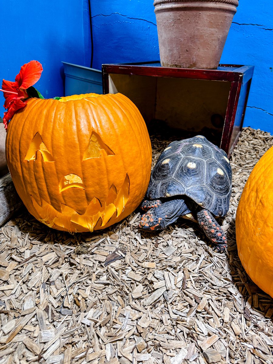 CMAquarium's tweet photo. Our tortoises are ready for Halloween Spooktacular, are you? 🎃 Enjoy daily activities and spooky decorations 10/27 -10/31. On Oct. 31 from 3pm-7pm, join us for eerie excitement, featuring a live entertainment, costume contest, a dozen trick-or-treat stations for kids and more! https://t.co/IRdzxmURPq