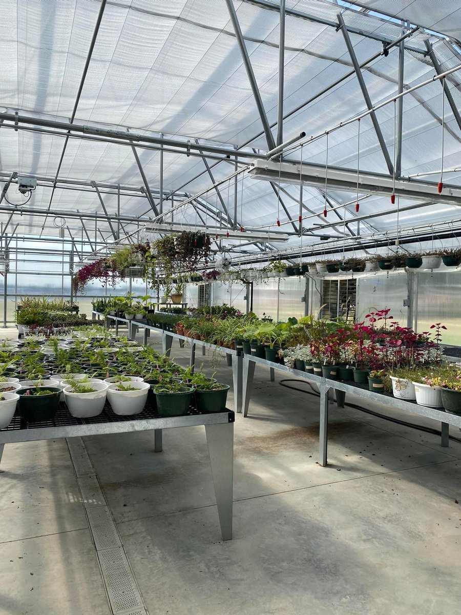 The Red Bud FFA Greenhouse is open today from 2pm-4pm! We will then also be selling plants at parent-teacher conferences tonight from 3-7pm! Come see us! We have a variety of perennials and annuals for sale!
#redbud132