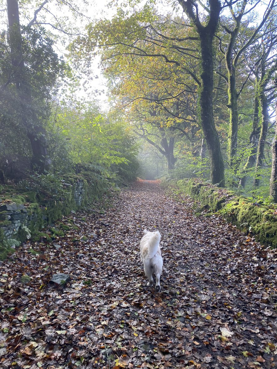 hugobear0409's tweet photo. Not X’d in a while do hear is a picture from this morning in a beautiful day #HugoBear #goldens 🦮 https://t.co/aw3tEM6u9h