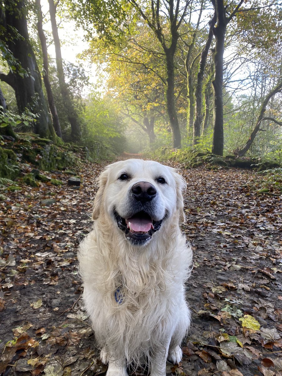 hugobear0409's tweet photo. Not X’d in a while do hear is a picture from this morning in a beautiful day #HugoBear #goldens 🦮 https://t.co/aw3tEM6u9h