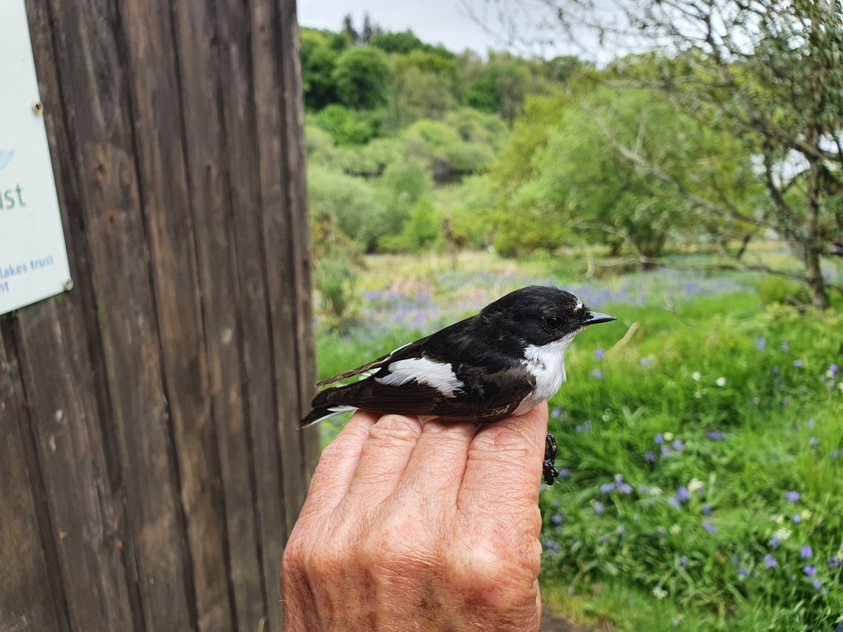 In 2020, @SouthWestWater funded 24 bird boxes at Fernworthy reservoir. In June 2022, a clutch of pied flycatchers were given unique metal rings and at the start of summer this year, a bird ringer in Buckfastleigh caught one of the nestlings as an adult breeding in another box!