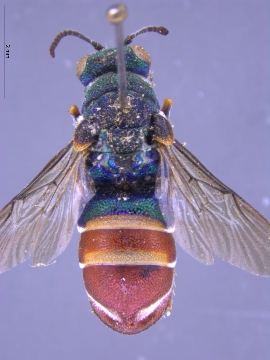 Manuel Brazidec (@manu_bzd) on Twitter photo The super cool thing I found today in the @mfnberlin collection: a teratological cuckoo wasp (left)! Female Chrysididae of this genus usually show three metasomal segments (right) but this specimen has the second tergite divided on one half and shortened on the other 😮 The super cool thing I found today in the @mfnberlin collection: a teratological cuckoo wasp (left)! Female Chrysididae of this genus usually show three metasomal segments (right) but this specimen has the second tergite divided on one half and shortened on the other 😮