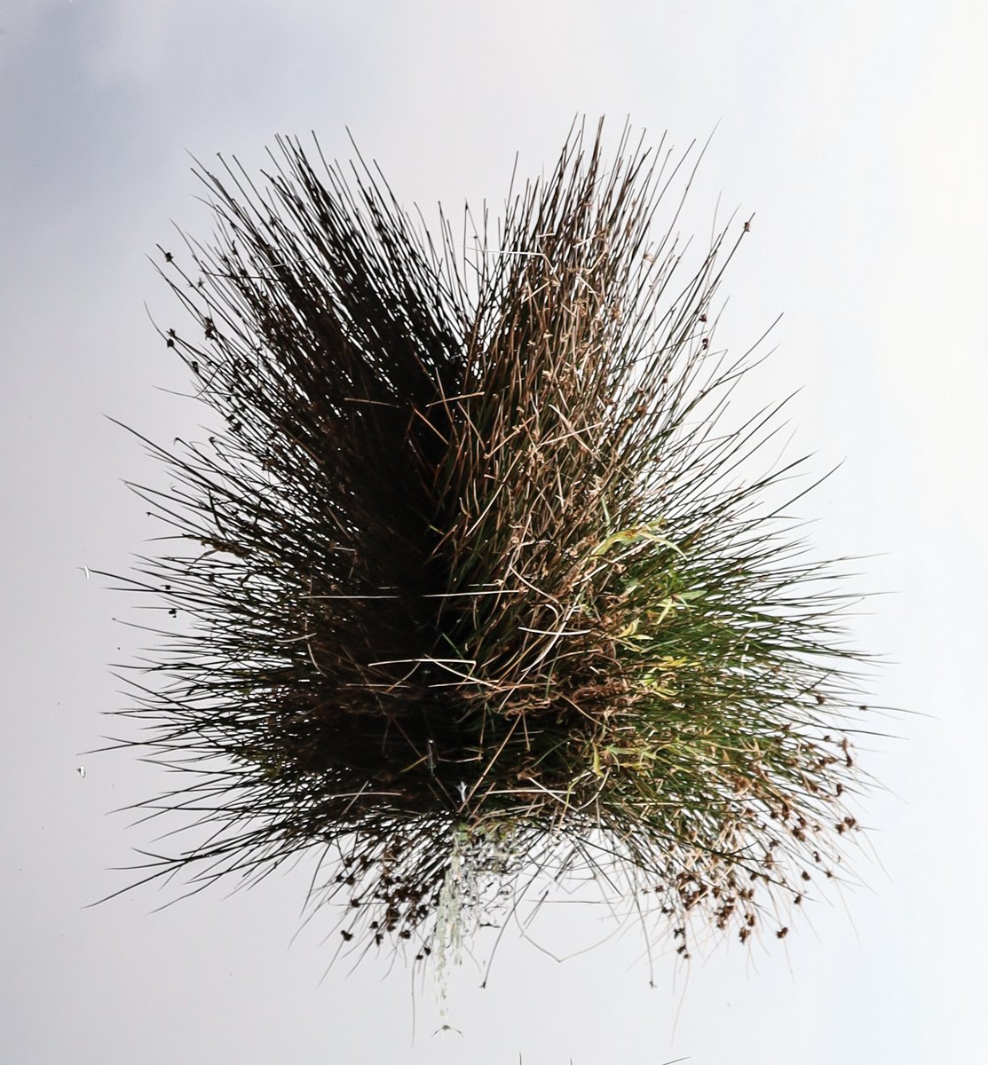 Palmour's tweet photo. New work. Taken on Thorne Moors this week. Exhibiting next month at York Cemetery Chapel. https://t.co/fZpSFXRgVs