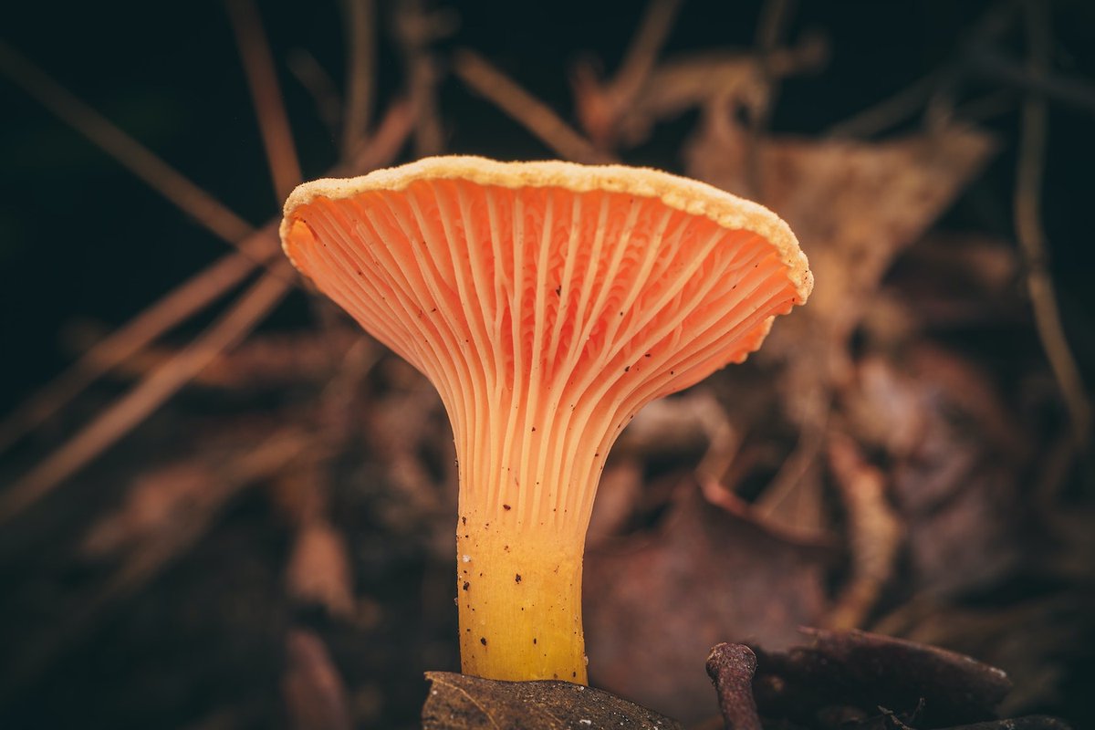 Mushroom season is upon us. 🍄

Learn from Dr. Mary Berbee, @UBCBotany professor, on how to safely and legally forage for mushrooms around the city this fall: bit.ly/48YxuX5

#MushroomHunting #EdibleMushrooms #Foraging