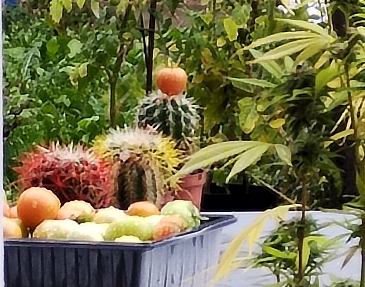 The garden this morning #art #photos #nature #garden #plants #cactus