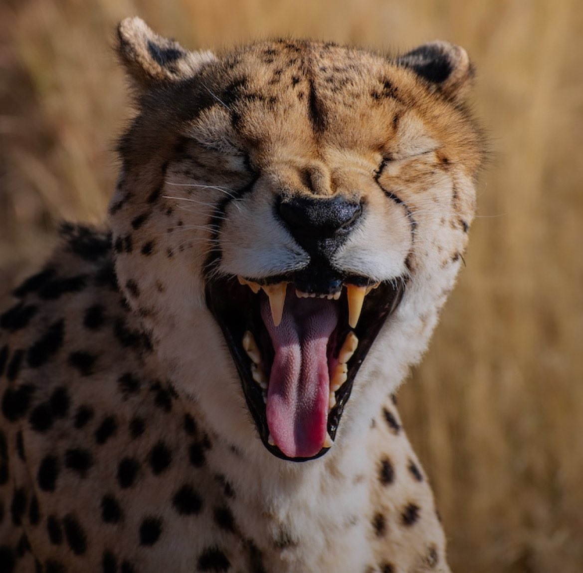 Toothache try hypnosis it’s great to reduce pain #toothache #painmanagement #tooth #bigcats #hypnosisworks #adventure #changingthenarrative #kensingtonhypnosis #notjustaheadache #protect-nature