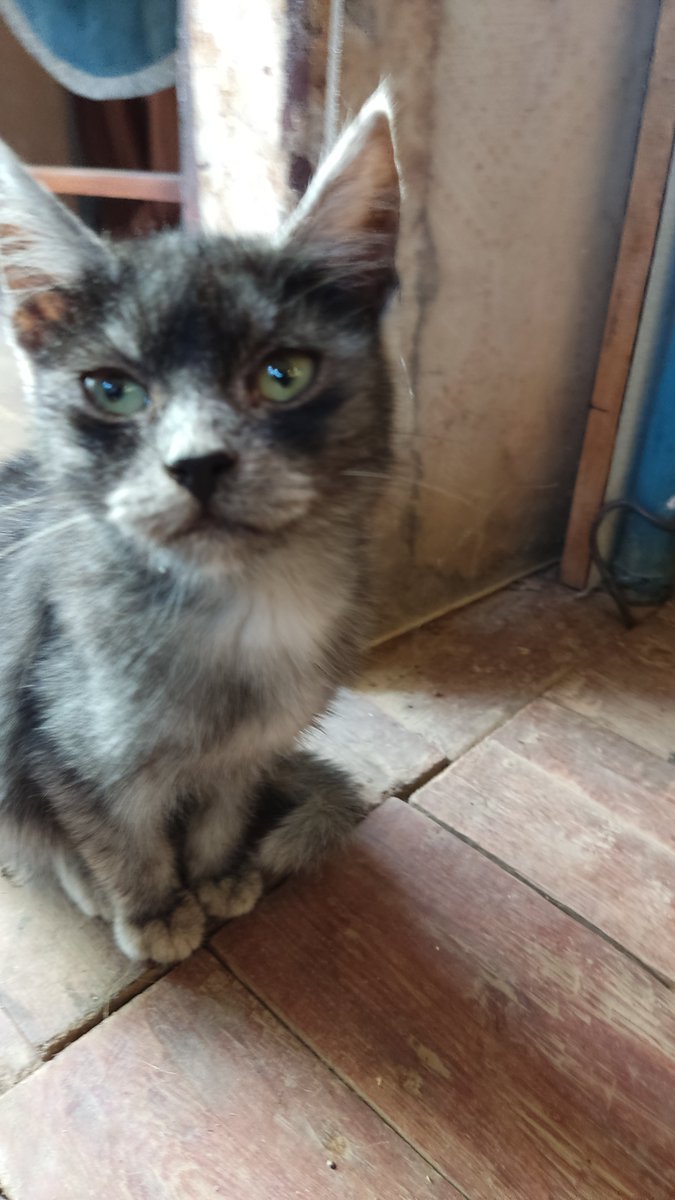 SirCat07 tweet media