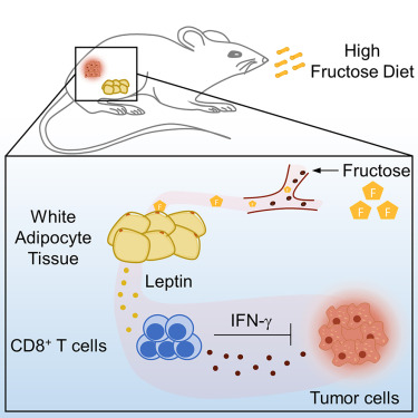 New!  Online now: Dietary fructose-mediated adipocyte metabolism drives antitumor CD8+ T cell responses dlvr.it/SxgPB9
