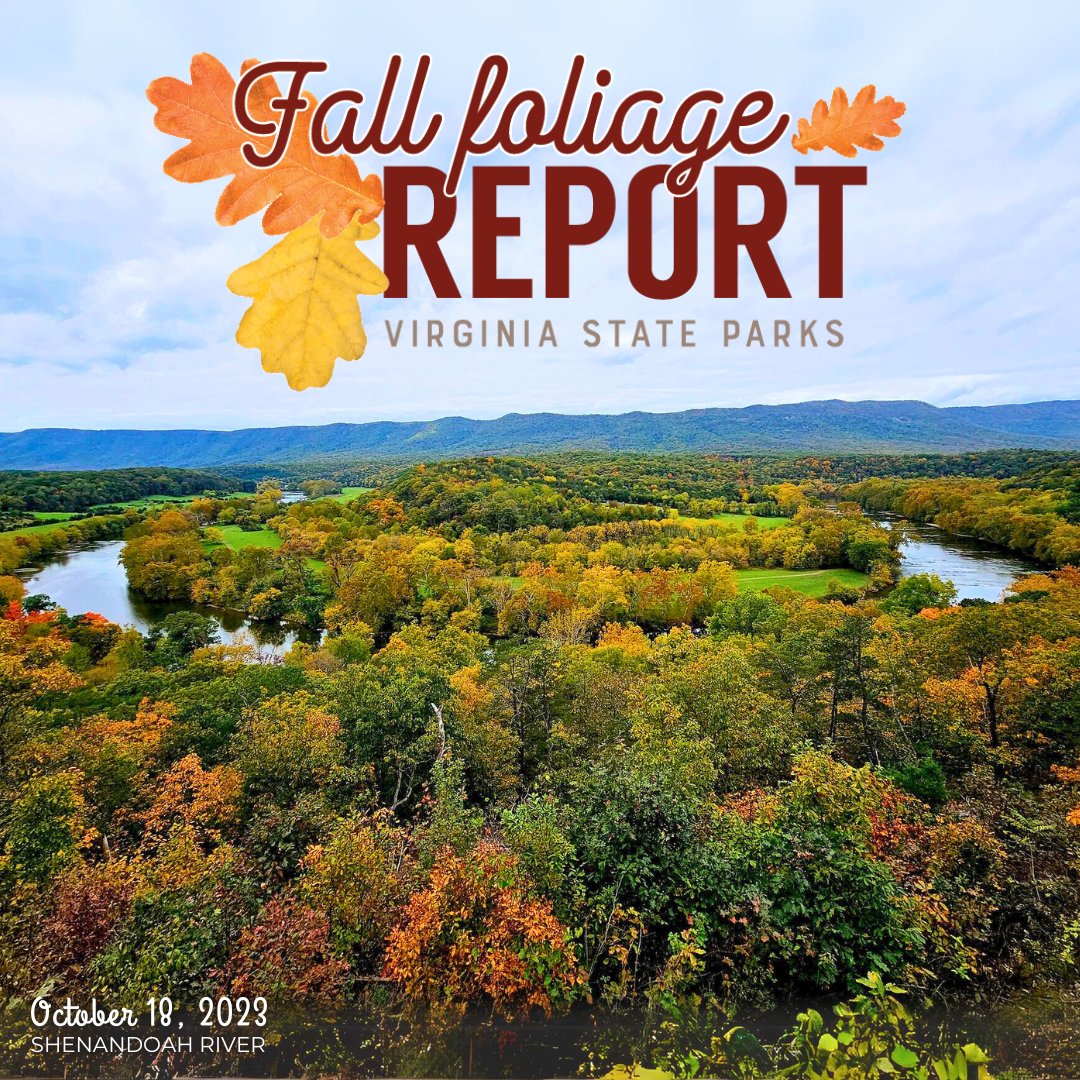 VAStateParks's tweet photo. Wonder how the fall foliage is looking across our parks? Let us show you. See our website for a detailed report for each region of our state: https://t.co/RL651wQ4Zp
#ShenandoahRiverStatePark #FallinVirginia #FallFoliage #VaStateParks #Shenandoahs https://t.co/LZdRZdBzy7