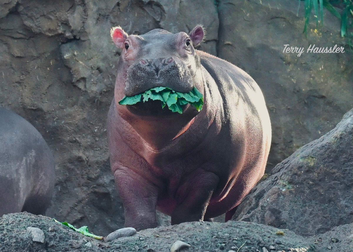 CincinnatiZoo's tweet photo. Fritz with a mouthful! 😂 He's up to 766 pounds! https://t.co/xcZSS2hXbg