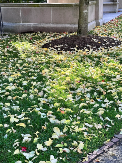The leaves are yellow, the autumn wind blows the leaves have fallen, like a butterfly in the fluttering