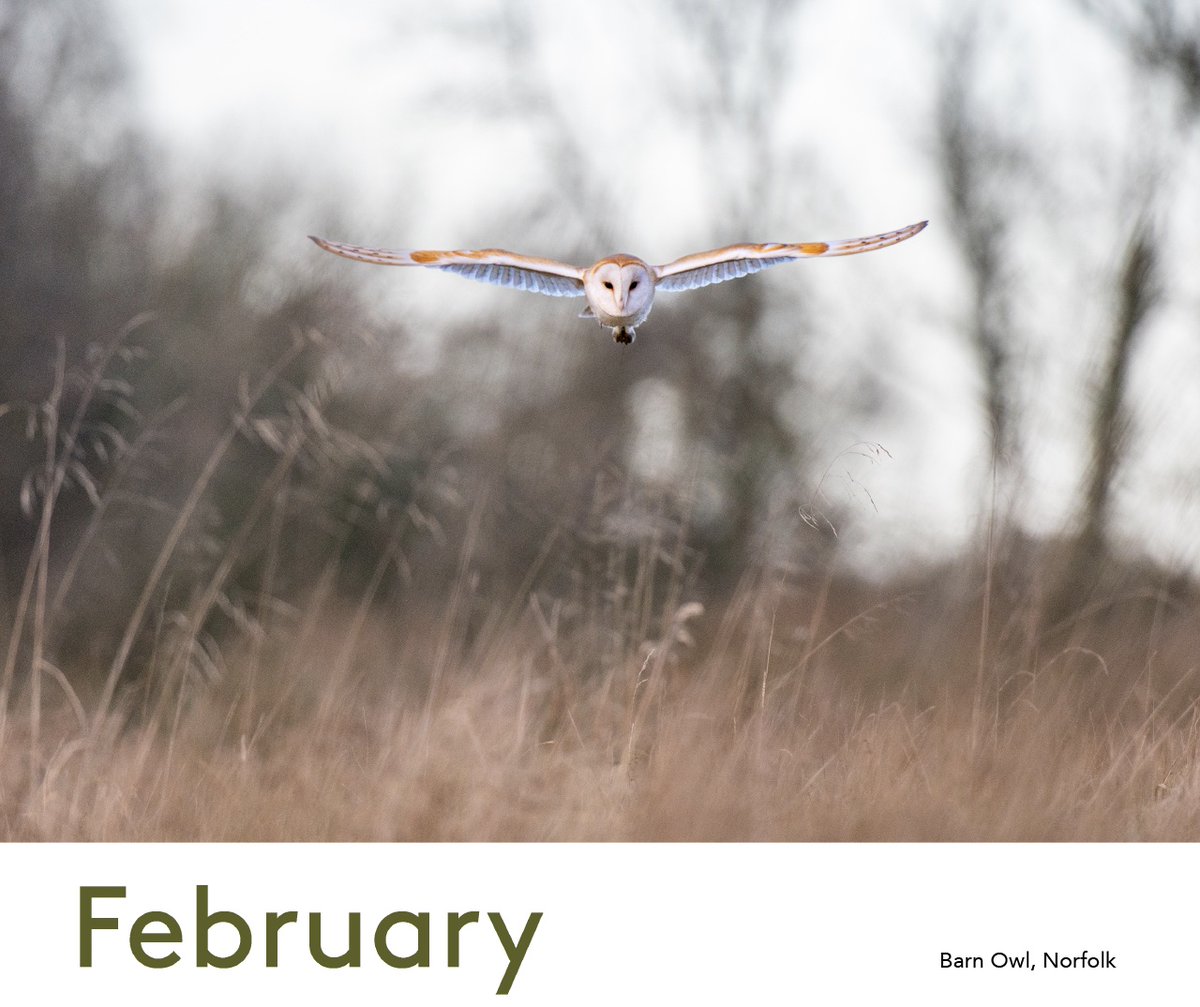 February in the new calendar features this barn owl carrying some prey, taken in Norfolk. It is a great time to watch barn owls, with some coming out in the day after the weather has been bad. The calendar is available on my website. Thanks to those who have brought it already