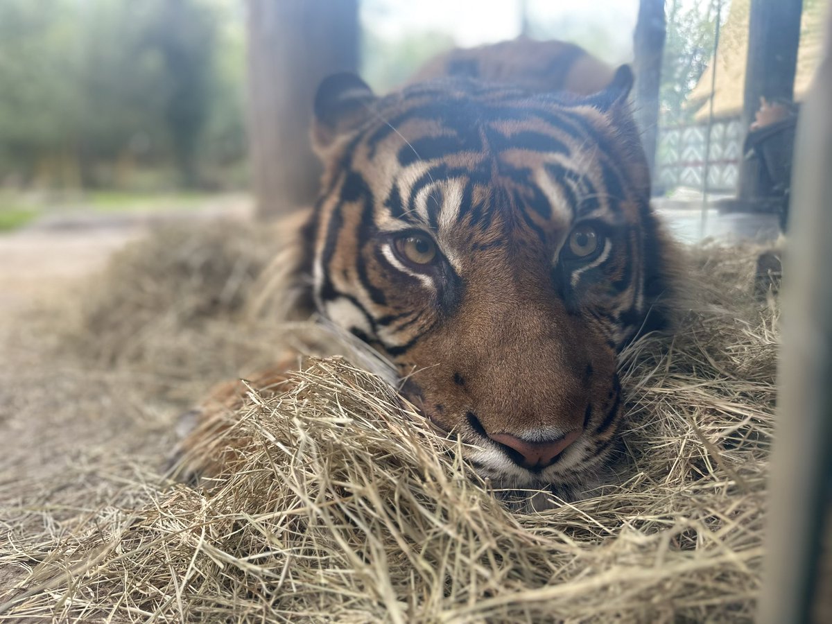 JonnyShowtime's tweet photo. @NashvilleZoo Check this beautiful picture I got…..
#TIGERS https://t.co/ZJTeYWxpjX