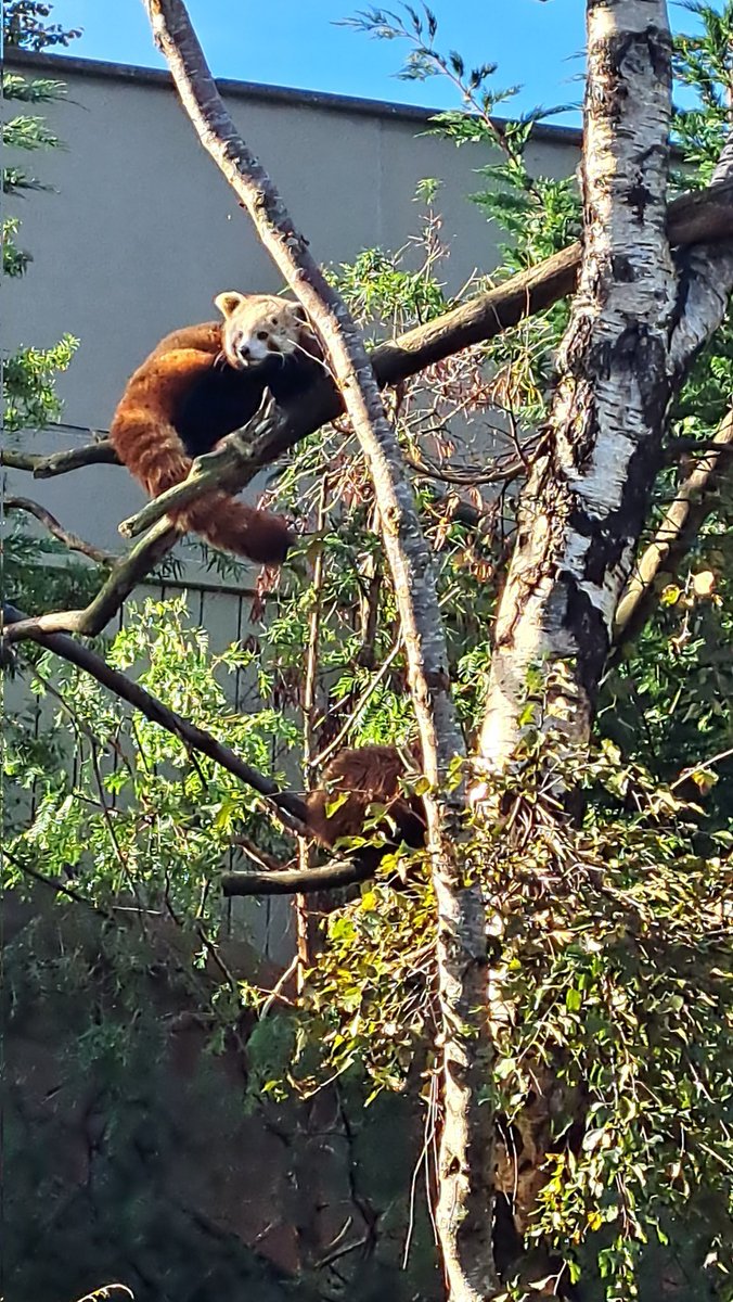 Fantastic day on our conservation fieldtrip to Dublin with #Marine and #Agri students. Thanks to Tony @phoenixparkOPW and Feidhlim @DublinZoo for the engaging talks. @ATU_GalwayCity @MfrcATU