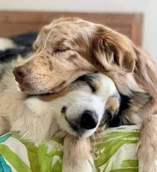 𝕏 Dogs tweet media
