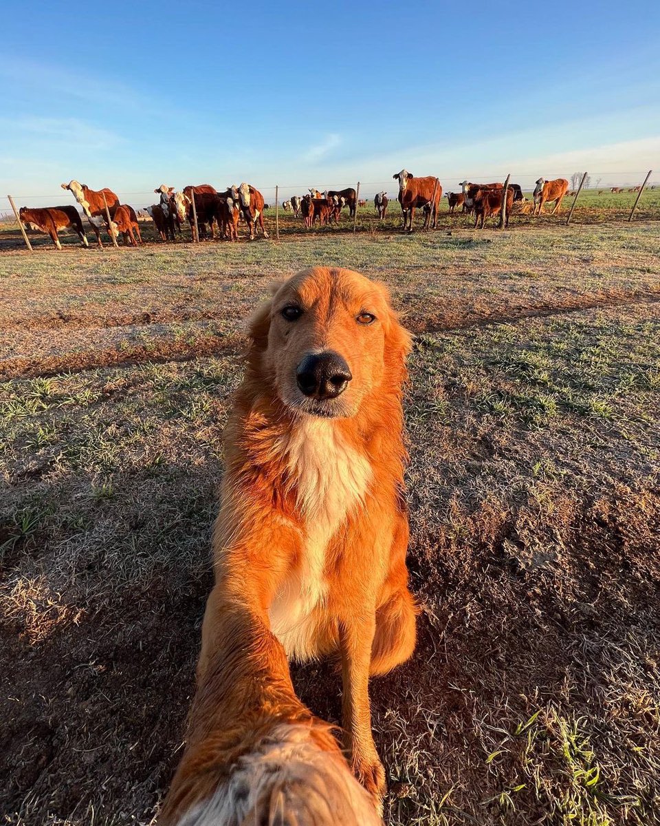 dog_rates's tweet image. This is Preguntale. He's trying his best to become an influencer. Really hopes farmcore is a thing. 12/10 would like and subscribe