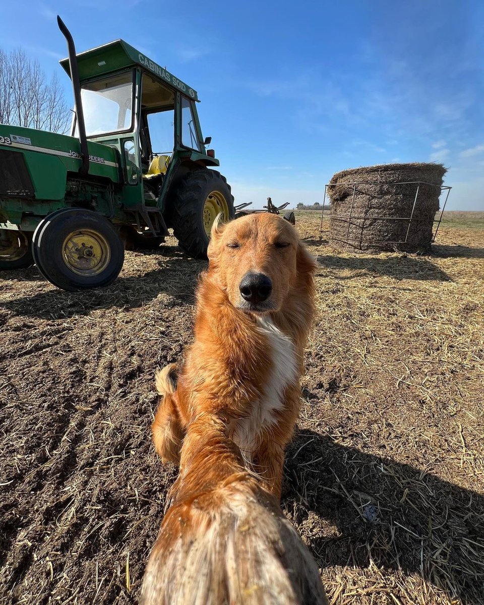 dog_rates's tweet image. This is Preguntale. He's trying his best to become an influencer. Really hopes farmcore is a thing. 12/10 would like and subscribe