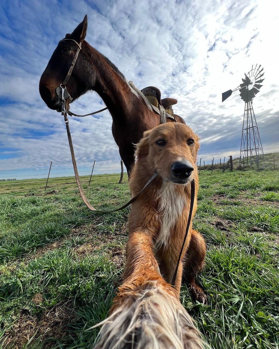 dog_rates's tweet image. This is Preguntale. He's trying his best to become an influencer. Really hopes farmcore is a thing. 12/10 would like and subscribe