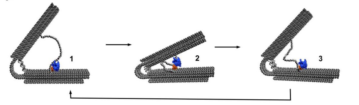 Petr Šulc (@petr_sulc) on Twitter photo Our collaboration with Famulok lab and <a href="/NilsWalterLab/">Nils Walter Lab</a> is finally out in <a href="/NatureNano/">Nature Nanotechnology</a> : A T7-polymerase powered DNA "nanoengine": a chemically powered oscillatory motion at nanoscale:
nature.com/articles/s4156… Our collaboration with Famulok lab and <a href="/NilsWalterLab/">Nils Walter Lab</a> is finally out in <a href="/NatureNano/">Nature Nanotechnology</a> : A T7-polymerase powered DNA "nanoengine": a chemically powered oscillatory motion at nanoscale:
nature.com/articles/s4156…
