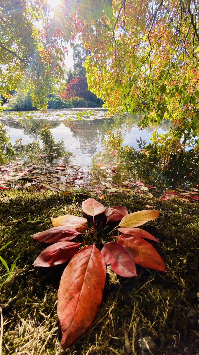 RPOQuinlog's tweet photo. Autumn time at @sheffieldparkNT https://t.co/OpymQXqZYO