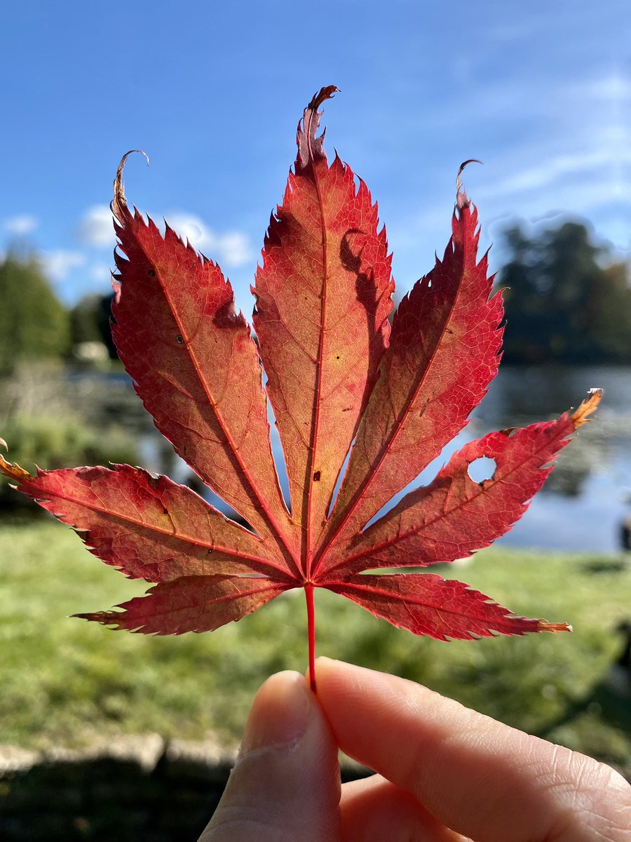 RPOQuinlog's tweet photo. Autumn time at @sheffieldparkNT https://t.co/OpymQXqZYO