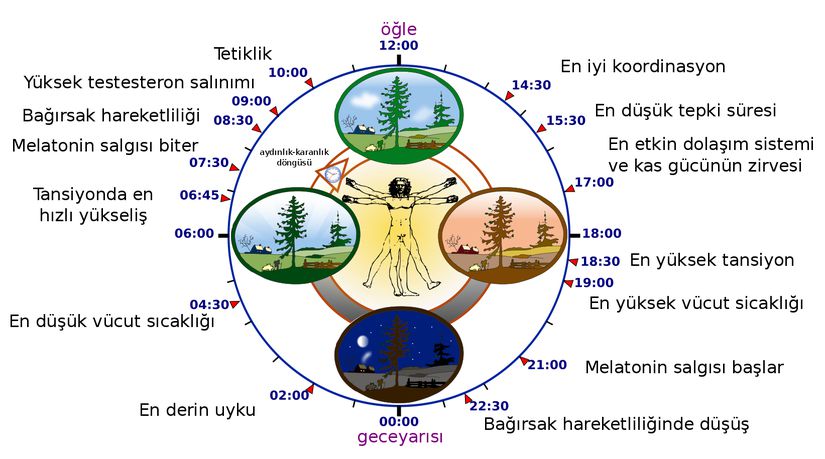 Ardastribe's tweet photo. Tıp fakültesinde sirkadiyen ritim hakkında öğrendiğim ve günlük hayatta işe yarayacak bazı bilgileri derledim.

Günü en verimli geçirmek için neyi ne zaman yapmak en iyisi?

1)Spor için en iyi zaman
Saat 17.00'de en yüksek kardiyovasküler verimlilik ve kas gücüne sahip oluyoruz. Ayrıca akciğer kapasitesi de bu saatlerde çok yüksek oluyor.

2)Alkol alımı için en iyi zaman
Saat 18.00-20.00 arası karaciğerin alkol detoksifikasyonu üst düzeyde oluyor.
Alkol alımını bu saatlere göre ayarlayabiliriz.

3)El becerisi gerektiren işler için en iyi zaman
Saat 15.00-16.00 arası el becerisinin en iyi olduğu saatler.

4)Çalışmak için en iyi zaman
Saat 9.00-10.00 arası beyin aktivitesinin en yüksek olduğu saatler.
Benim de kişisel tecrübelerim sabahları ders çalışmanın akşama göre çok daha verimli olduğu yönünde ama anladığım kadarıyla bu insandan insana değişiyor. Bana hiç mantıklı gelmese de bazı insanlar gece daha iyi çalıştığını söylüyor o yüzden bu konuda net bir şey söylemek istemiyorum.

5)Uyumak için en iyi zaman
Erken yatıp erken kalkmanın faydalarını günlük hayatımda görüyorum. Sirkadiyen ritim konusunda da özellikle saat 02.00 büyüme hormonunun ve melatoninin en yüksek olduğu saat.
Bu saatlerde uykuda olmak önemli.

Ekstra madde - yalnız kalmak için en kötü zaman:
Saat 20.00-21.00 arası yalnızlığın en ağır geldiği zaman. Melankoli sevenler için birebir