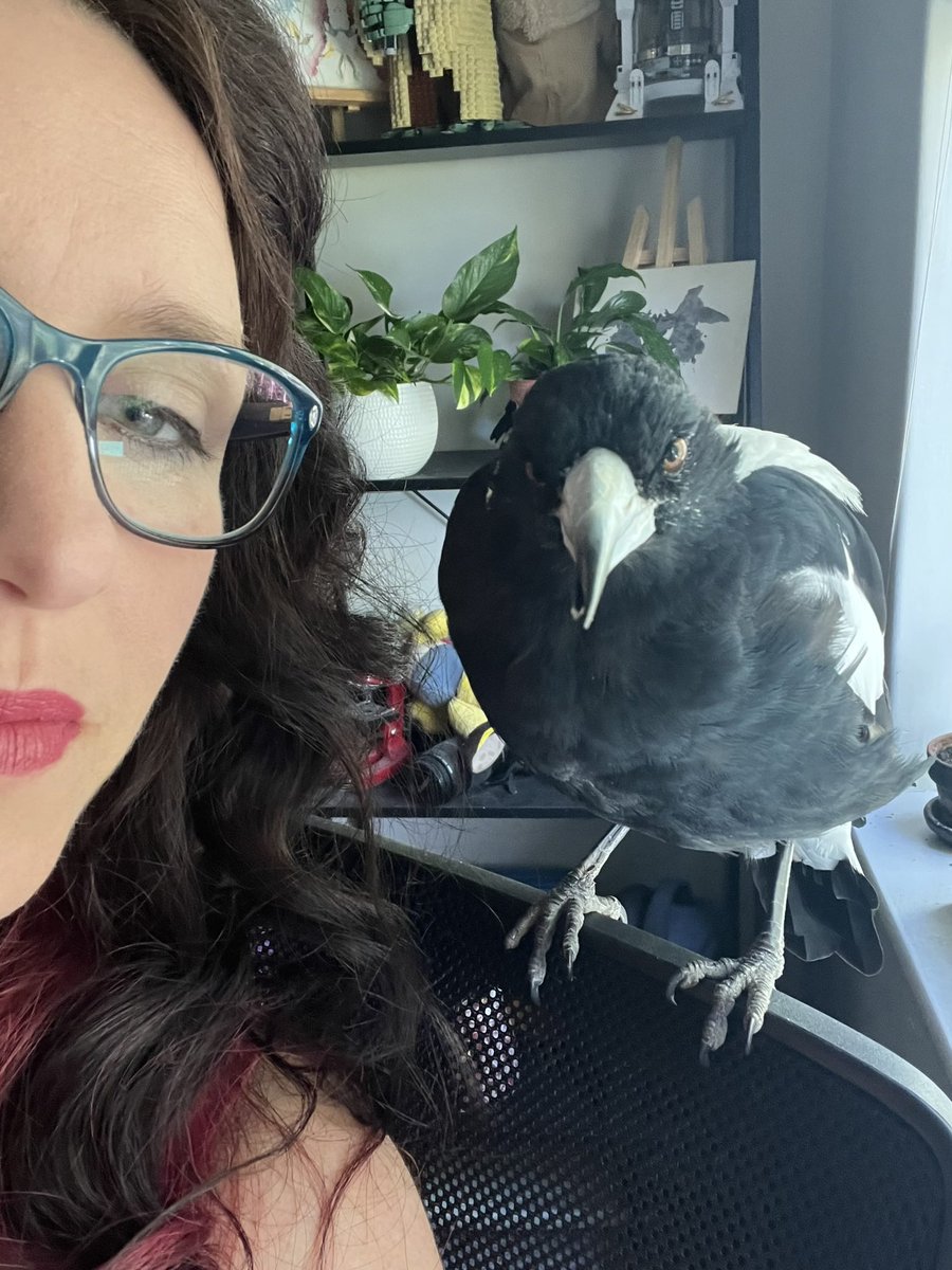 It’s #magpie nesting season in #Australia, when these gorgeous #birds are at their swoopiest. This dude doesn’t tend to swoop; he channels his cranky-pants energy on critiquing my #writing instead. He’s cute, but harsher than any Reviewer2
#BirdsOfTwitter #phd #phdlife #academia