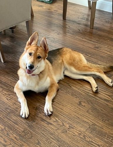 Austin German Shepherd Rescue tweet media
