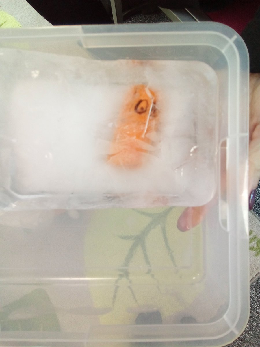 BarnfieldsPS's tweet photo. The Evil Pea has been very mischievous in Reception this week. He froze our carrots and the children had to work out how to rescue them. @suehendra https://t.co/JweBt3kFFN