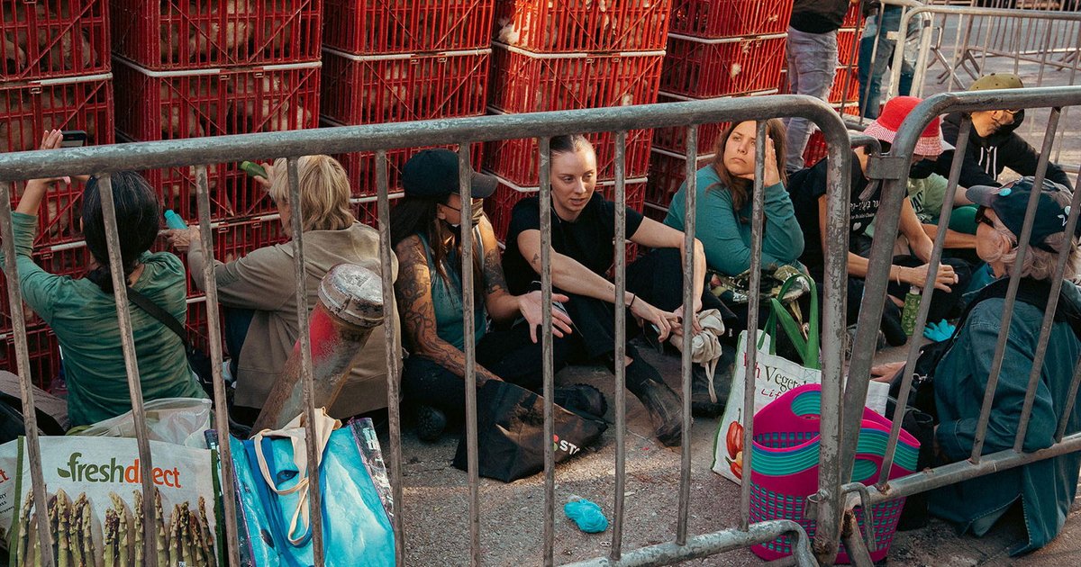 Great News! Matching Funds for Kaporos Chicken Rescue!
Over 280 lives were saved from NYC Kaporos this year, and it takes a community to make that happen!
endchickensaskaporos.com/231019_great_n…