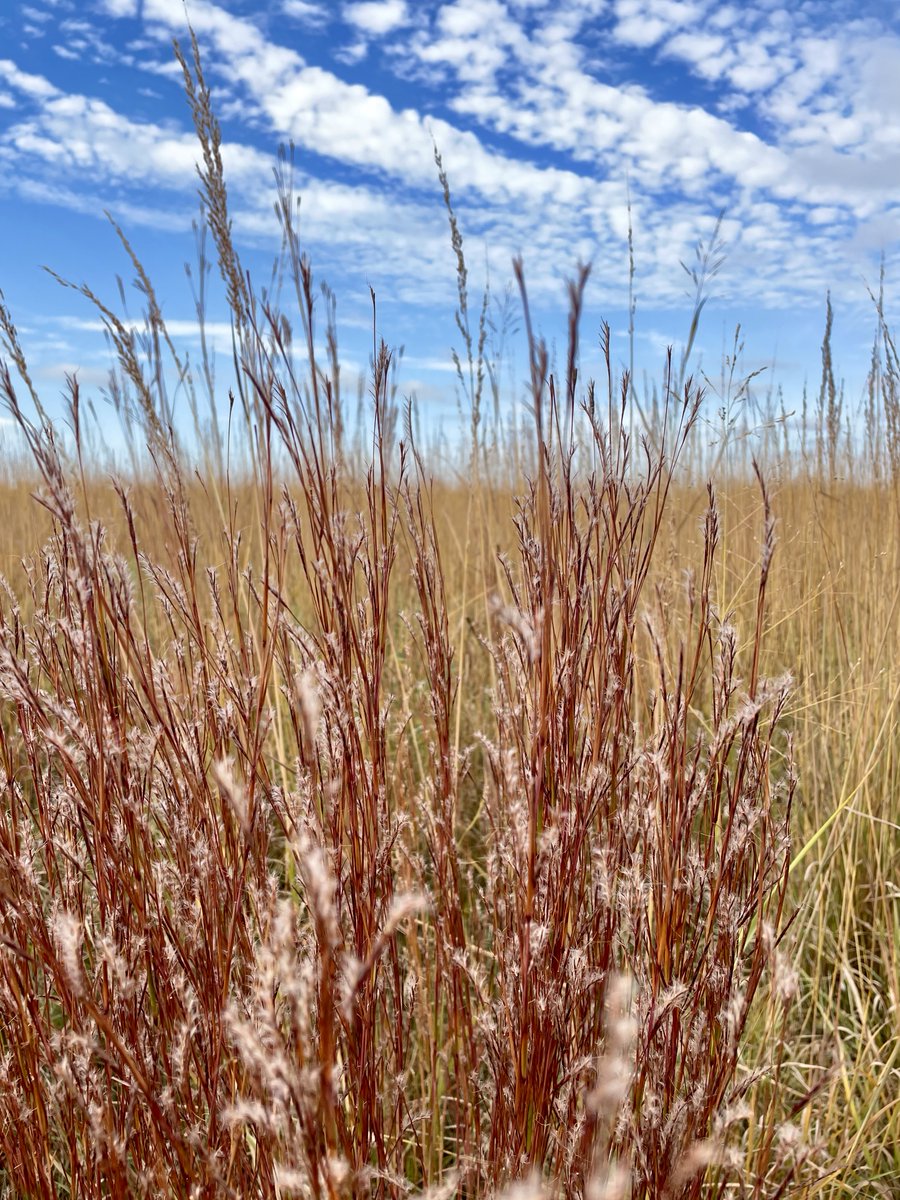 KUFieldStation's tweet photo. Fall on the prairie 🥰. 

Featuring: Little Bluestem (Schizachyrium scoparium) and Golden Feather Grass (Sorghastrum nutans)

#kufieldstation #lawrenceks #lawrencekansas #getoutside #obfs #tallgrassprairie #prairie #fallcolors #littlebluestem #goldenfeathergrass #prairiegrass https://t.co/zWmt18cAzl