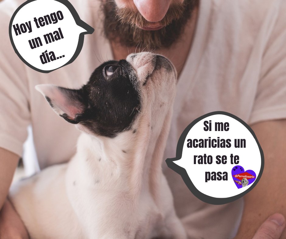 PerroUsuario's tweet photo. Para días difíciles, abrazos de peluditos    https://t.co/6PCvOGM14m