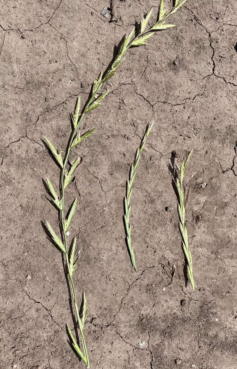 Hoy de recorrida encontré una situación de 📕. Los problemas de raigras se incrementaron exponencialmente esta zafra. Quiero derechos de autor por la foto 🤣