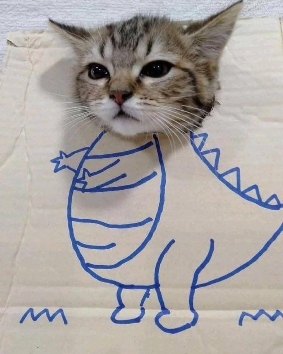 AccountXofCats's tweet photo. https://t.co/b1Mil4QZcR