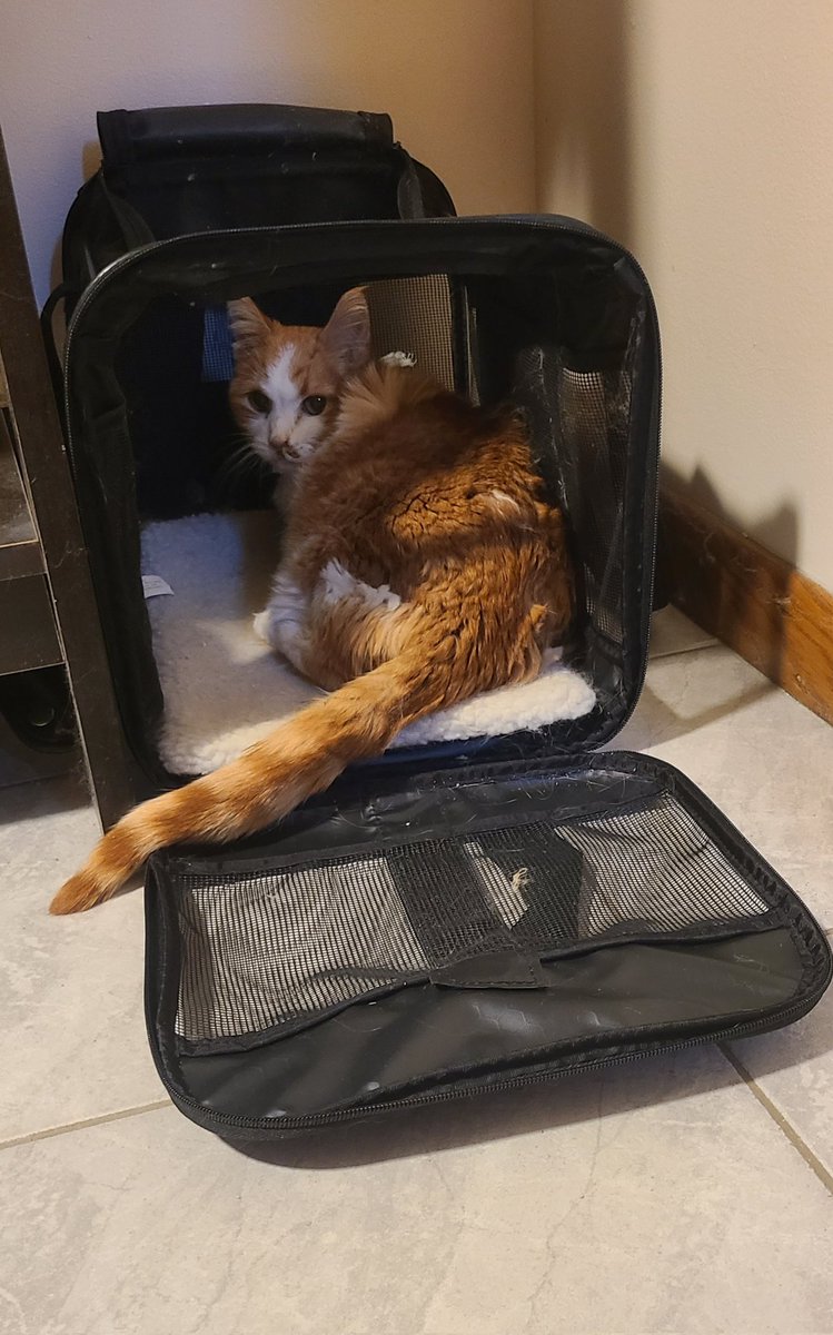 JimJam is dealing with some nausea today. She's resting and taking a lot of naps, but I can tell she's feeling a little better than this morning. 

gofund.me/8405b89d