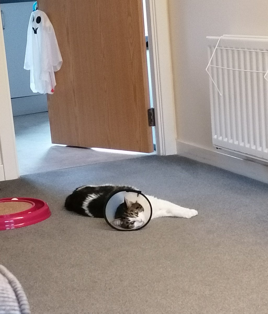 nikispack's tweet image. Well Bella-boo is glad to be home...even if she is still a bit spaced out #plentyofrest #recoverytime