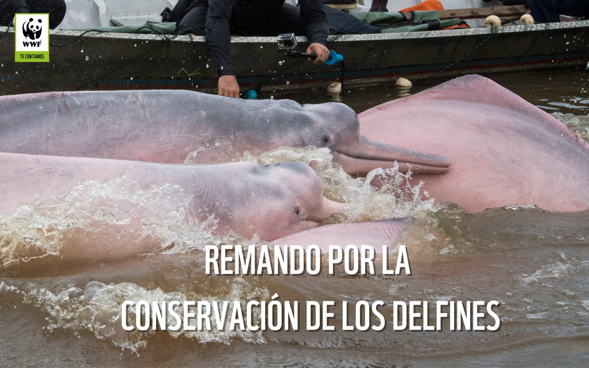 🐬 Al ser una especie carismática con una evolución y vida extraordinaria en el agua, los delfines de río son representantes de las cuencas que habitan 💧

🌏 Salvarlos es salvar los ríos de los que dependen millones de humanos ➡️wwf.org.co/?uNewsID=385071

Por: <a href="/MaisaMundoVerde/">María Isabel Henao V</a>