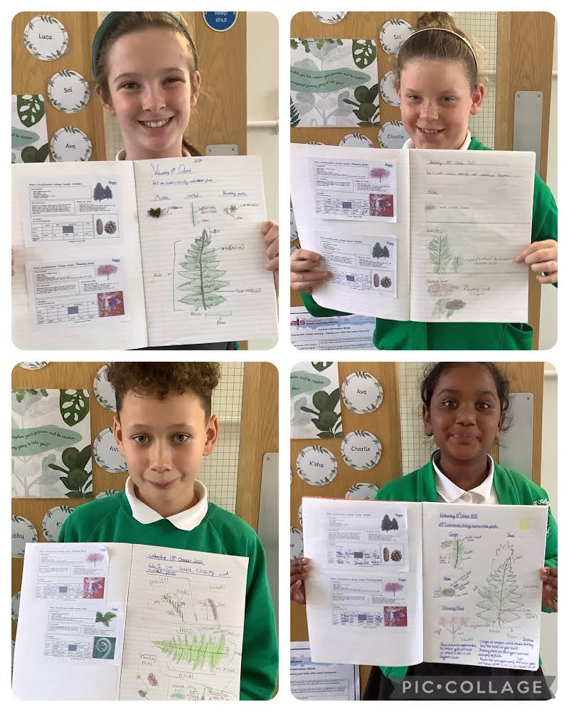 BGPrimary's tweet image. Y6 have been classifying plants. We found specimens in our garden and drew detailed annotated diagrams. #bgpscience