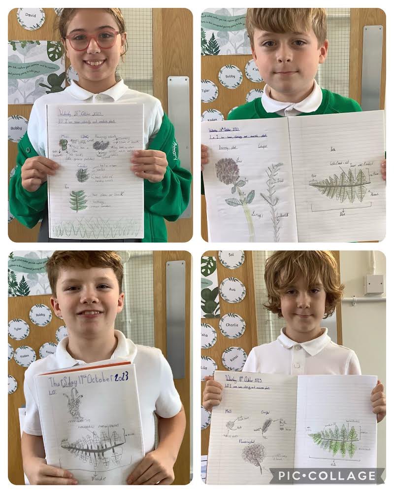 BGPrimary's tweet image. Y6 have been classifying plants. We found specimens in our garden and drew detailed annotated diagrams. #bgpscience