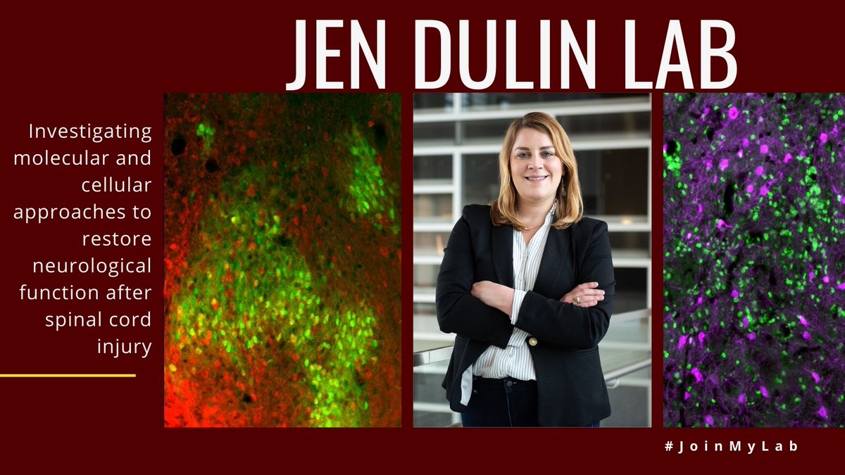 TAMU_Biology's tweet photo. The Jennifer Dulin lab wants you to #JoinMyLab! The Dulin lab investigates molecular and cellular approaches to restore neurological function after spinal cord injury. Learn more here: https://t.co/nQYO0IBJnh https://t.co/yX6YHPPU2y
