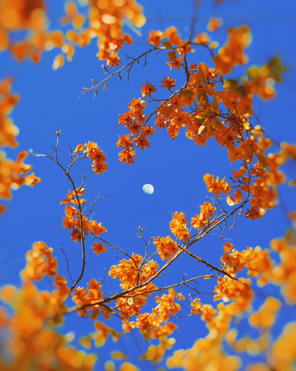 Orange palettes to start the day