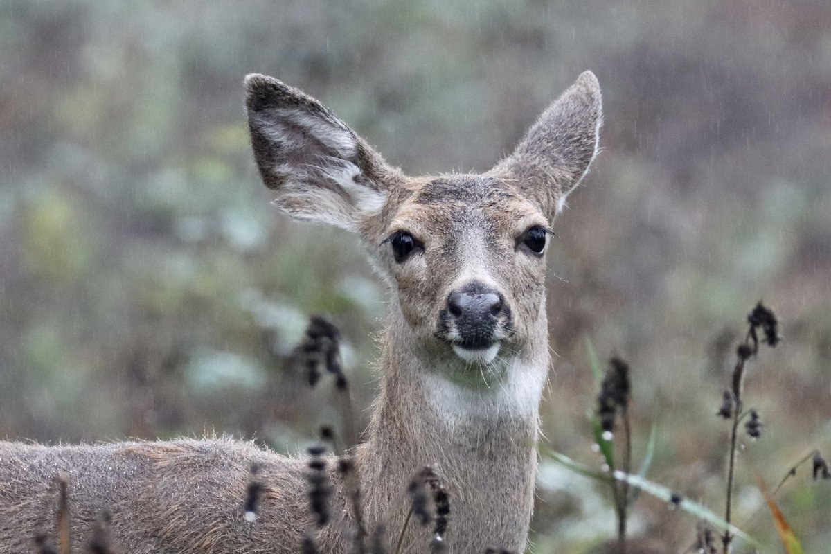 Yesterday was another atmospheric river day.    My backyard visitor was a little wet.  #wildlifephotography look …not a bird 😀
