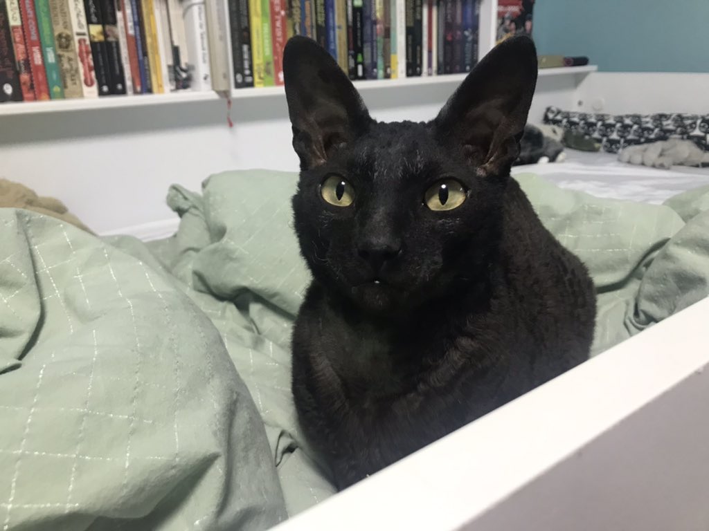 Catswhiskersuk's tweet photo. Salem and Whiskey, just chilling in bed on this rainy day. They're the ultimate nap pros! 🌧️😺 #RainyDayCats #RainingDays https://t.co/mq4XjQ65df