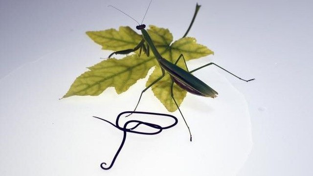 Korkunç parazit solucan, zihnini kontrol etmek için ev sahibinin genlerini kapıyor #bilim kriptobilim.blogspot.com/2023/10/korkun…