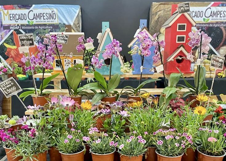 IndapBiobio's tweet photo. 🌻 Los aromas y colores del campo llegaron al tercer piso de @mallcentroconce en el #MercadoCampesino de @IndapBiobio 👨🏼‍🌾🧑🏻‍🌾
👀 Podrán encontrar: plantas, flores, ornamentación y productos agrícolas. 
📆 Del 19 al 22 de octubre ⏰ Entre 10:00 y 19:00 horas.🌷🥬🐝@INDAP_Chile https://t.co/wRhY20niXK