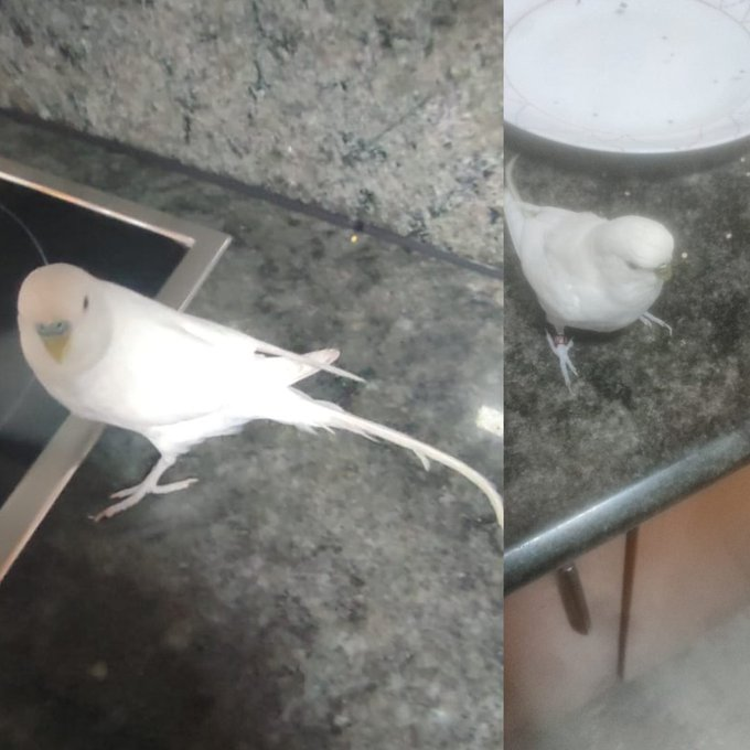 elinformerule_'s tweet photo. He encontrado un pajaro blanco en zona en la parada de bus de eras, si alguien sabe algo o es su dueño q le de me gusta o me escriba
@hugo.cg27 https://t.co/29NPovieSC