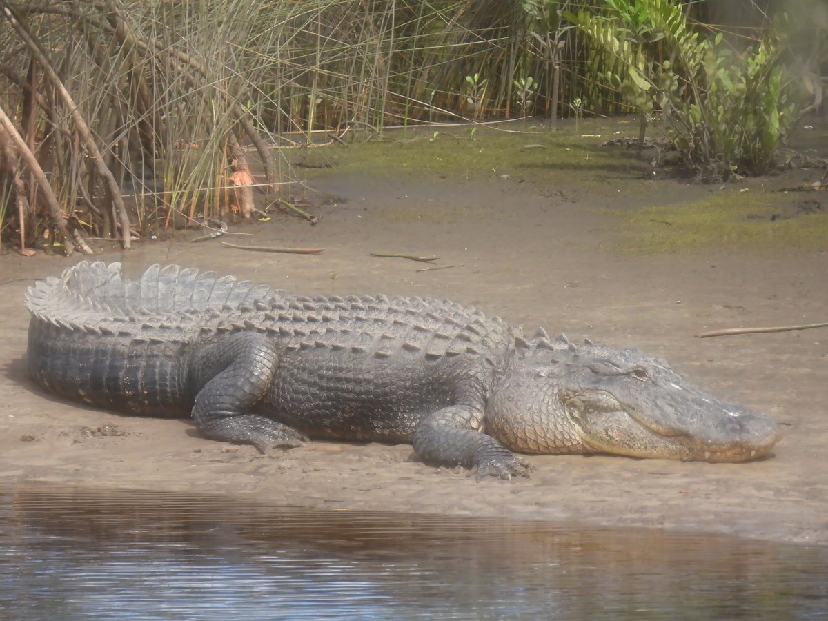 riverguy47's tweet image. Well the big guy is back and looks well fed.